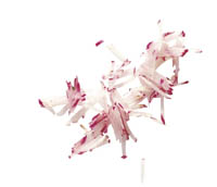 соломка 2x2 редис.jpg